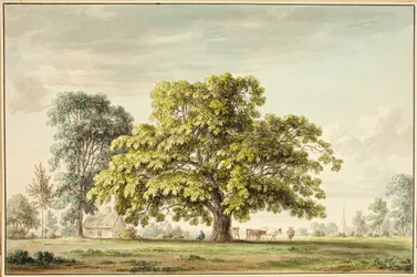 A Walnut Tree at Denton, near Grantham